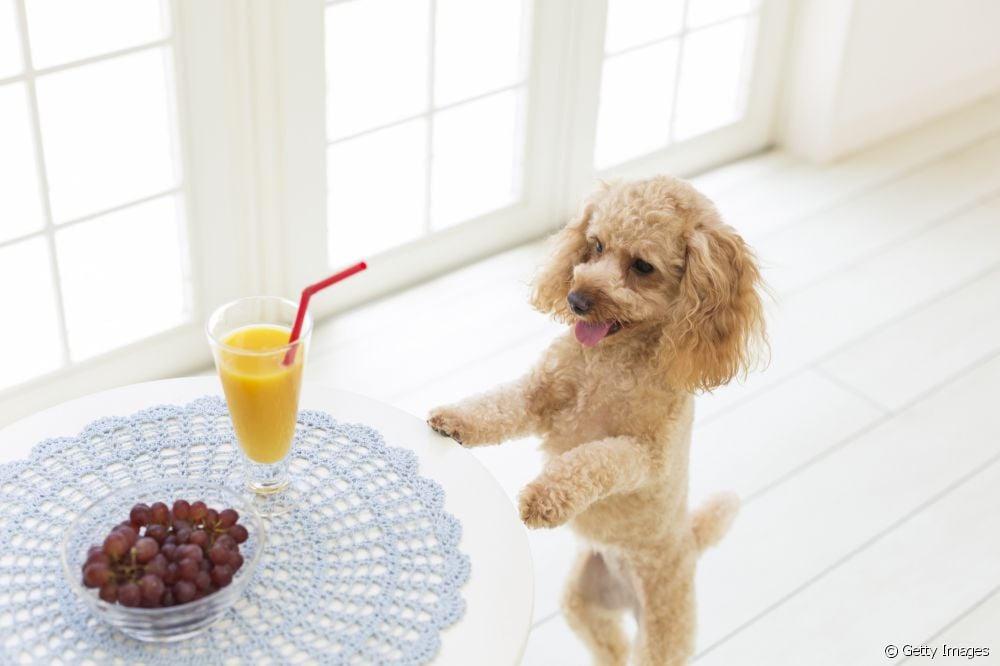  Mogen honden sinaasappels eten? Ontdek of de zure vrucht wel of niet in het hondendieet mag
