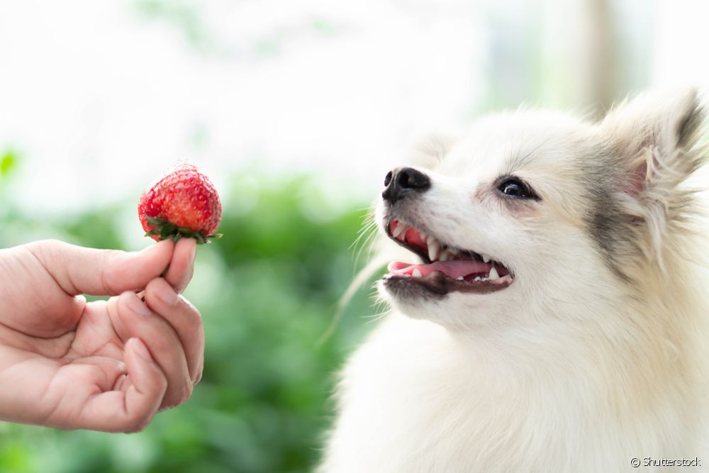  Kan hundar äta jordgubbar? Ta reda på om frukten är tillåten och vilka fördelar den har!