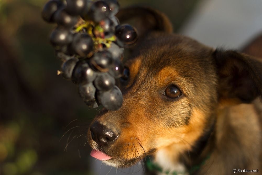  犬はブドウを食べてもいいのか？