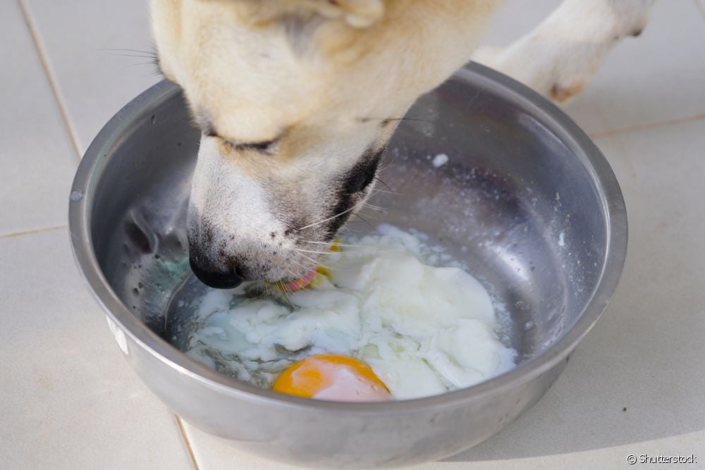  Bolehkah anjing makan telur? Ketahui jika makanan dikeluarkan!
