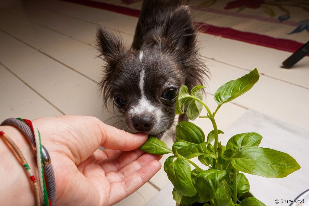  Köpeklerin yiyebileceği baharatlar: diyette serbest bırakılan çeşnilerin listesine bakın