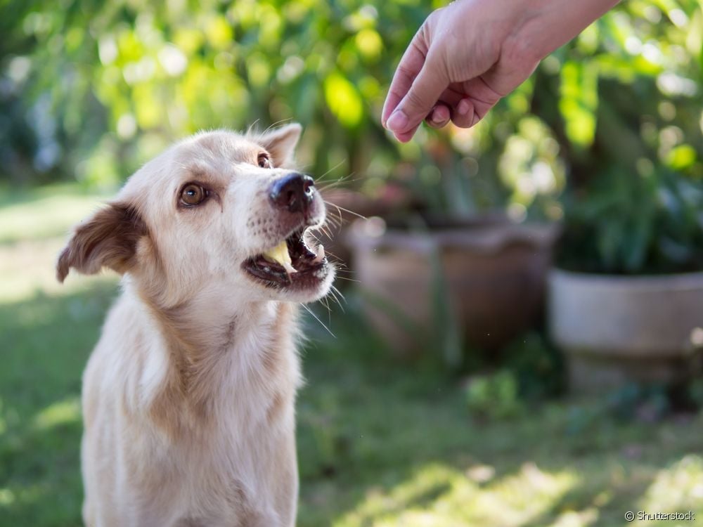  Kan honde spanspek eet? Vind uit of die vrugte vir honde toegelaat word