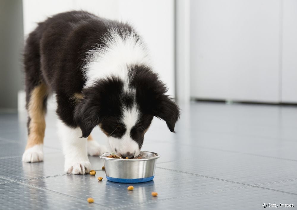  Ar šuo yra visaėdis, ar mėsėdis? Sužinokite tai ir kitas įdomybes apie šunų maistą