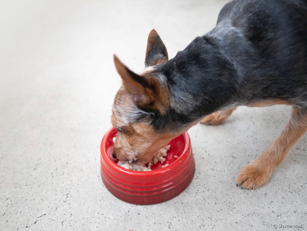  A mund të hanë qentë oriz?