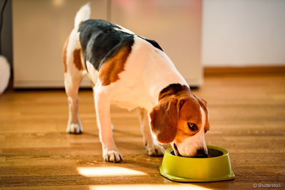  Која е разликата помеѓу дажбата за бубрези за кучиња и уринарниот оброк?