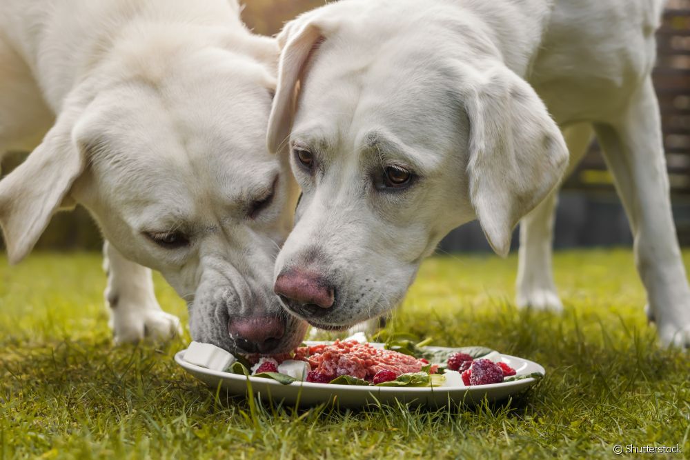  Ali lahko psi jedo svinjino?