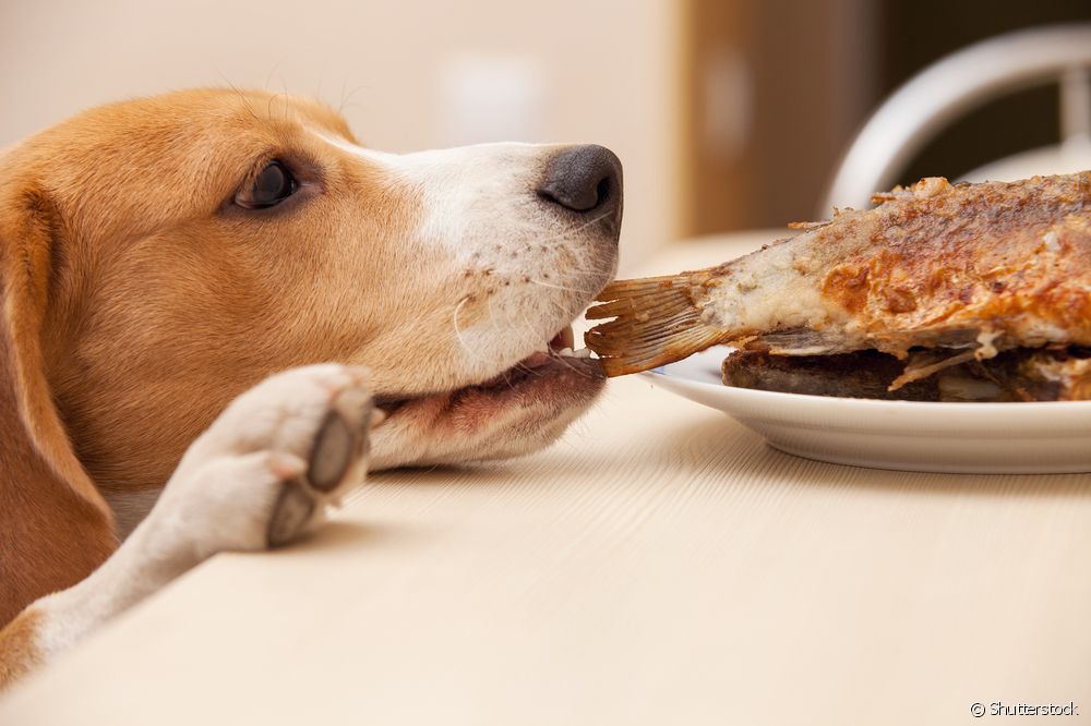  Kan hundar äta fisk?