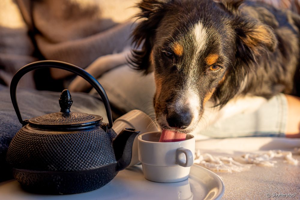  犬はお茶を飲んでもいいのでしょうか？