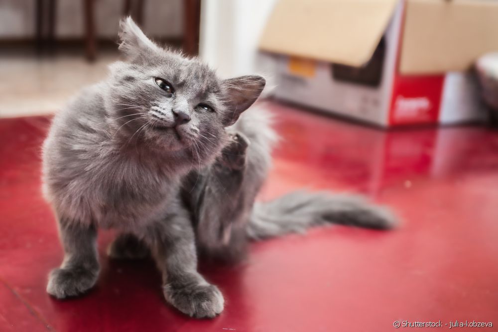 Katės blusos: kaip išvengti šios problemos naminėms katėms?
