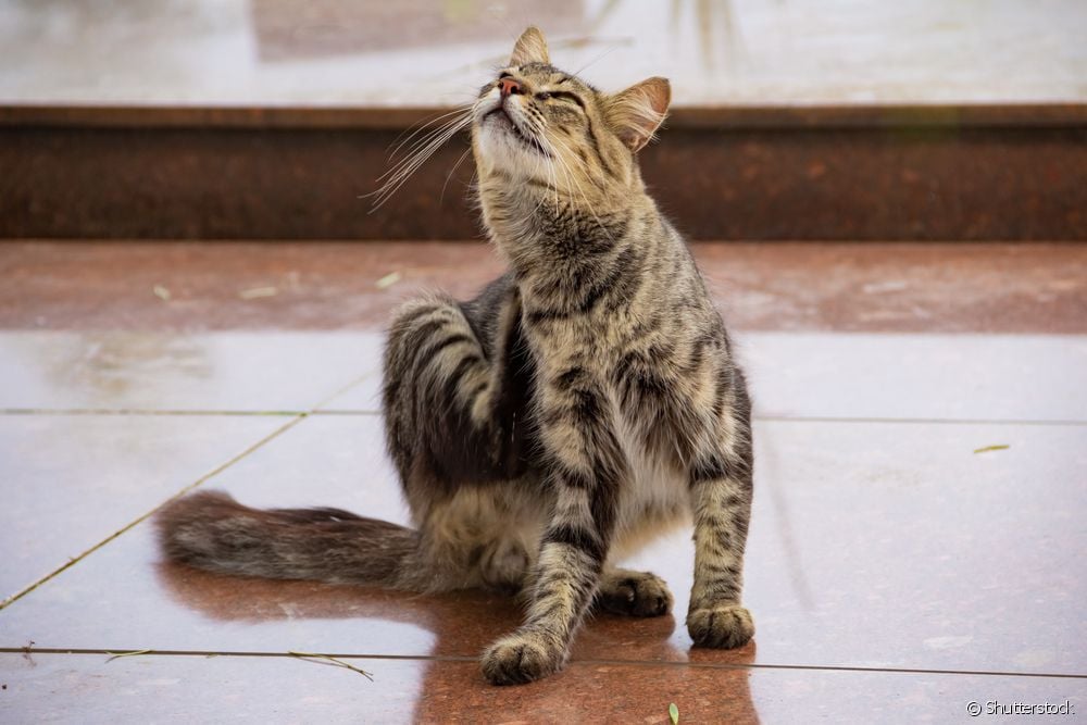  Bestaat er een huismiddeltje tegen kattenvlooien?