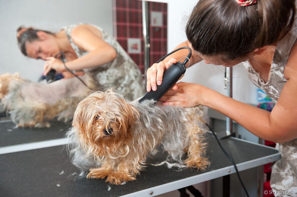  Trenger du å bade før du barberer hunden?