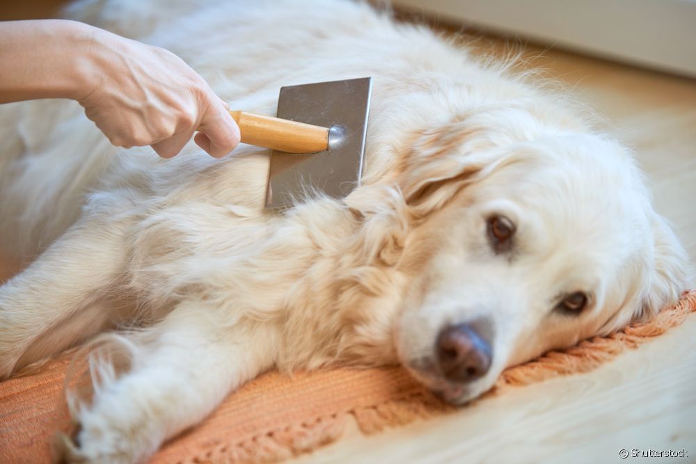  Coidado canino: paso a paso como cortar o pelo da túa mascota na casa