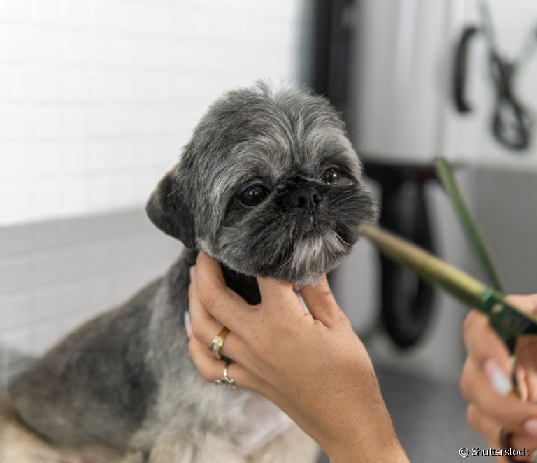  Baby grooming: what is it like and which breeds are best suited to receive this type of cut?