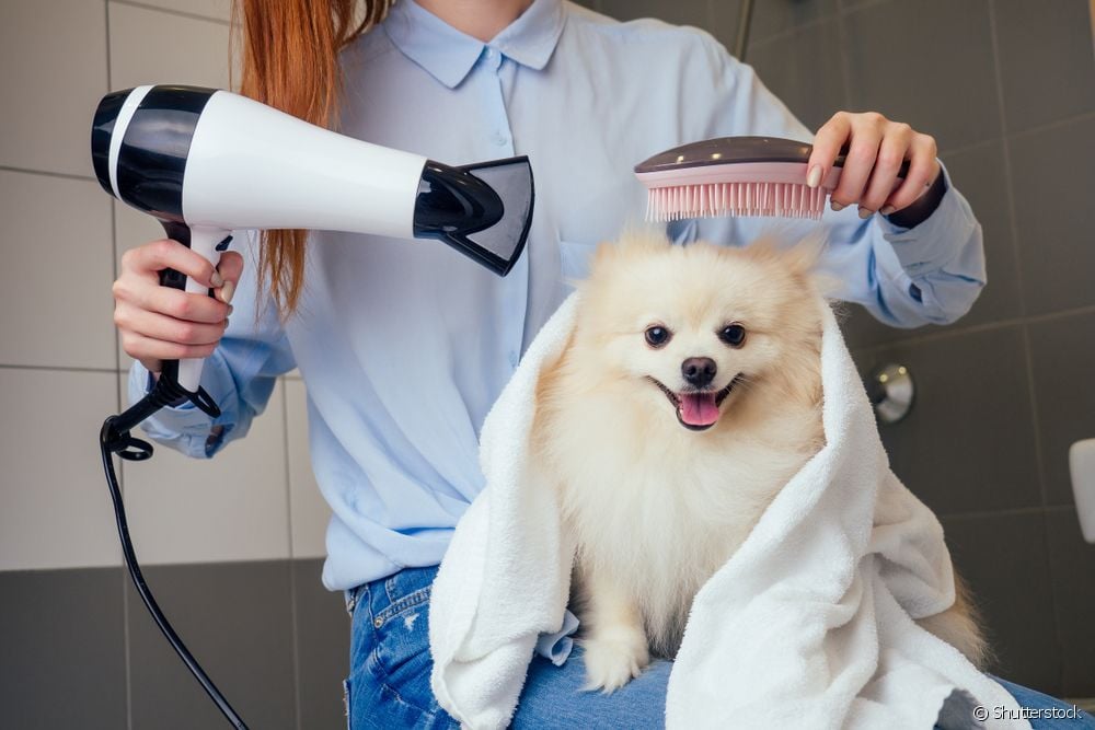  Voiko koiraan käyttää hiustenkuivaajaa?