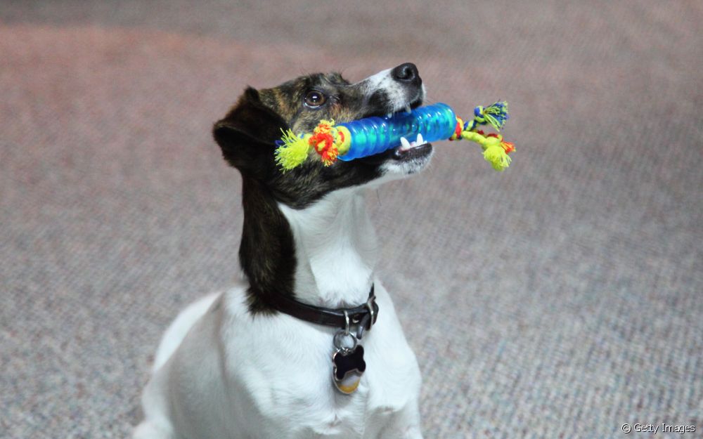  Are nylon dog toys safe for all ages and sizes?