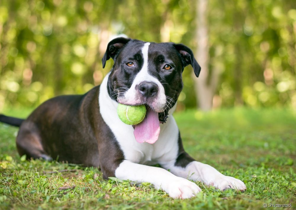  Balle de tennis pour chien qui détruit tout : cela vaut-il la peine ?