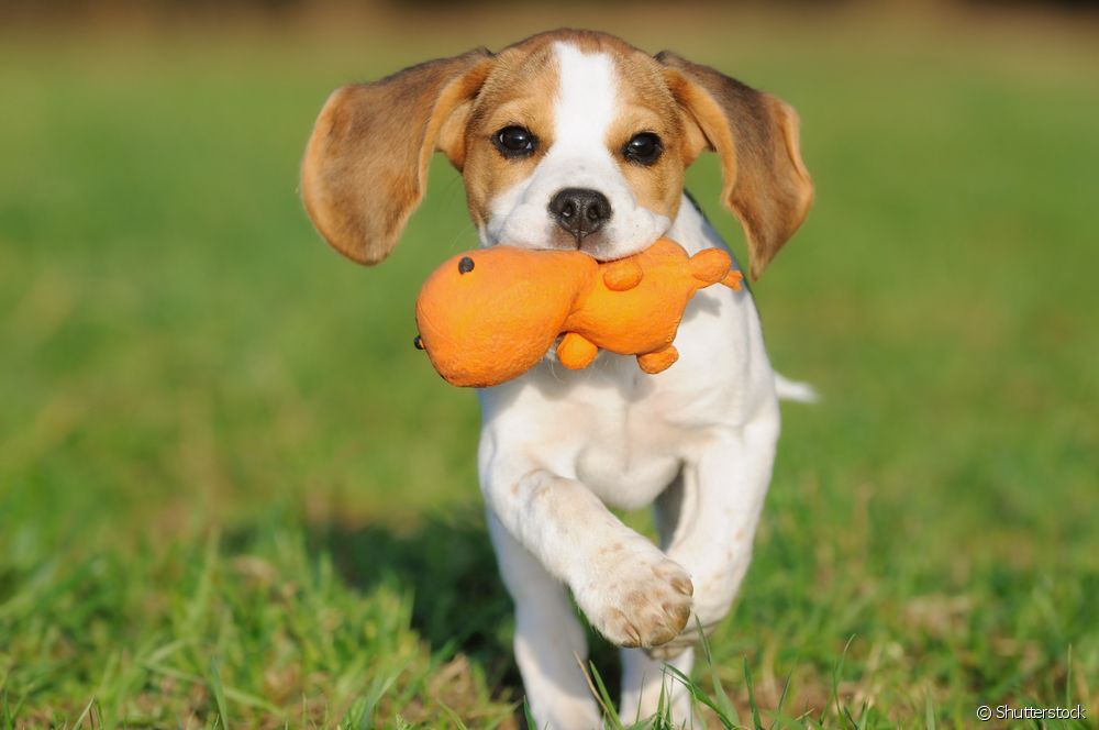  Hrupne igrače za pse: zakaj jih imajo tako radi?