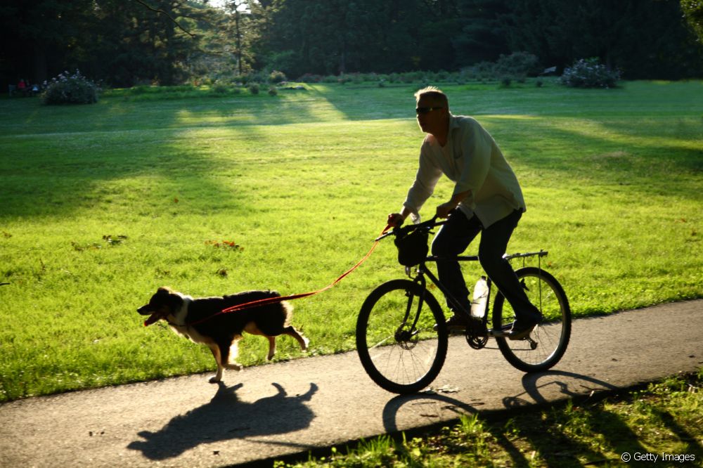  Xogando cun can: 47 cousas que podes facer para gastar a enerxía da túa mascota