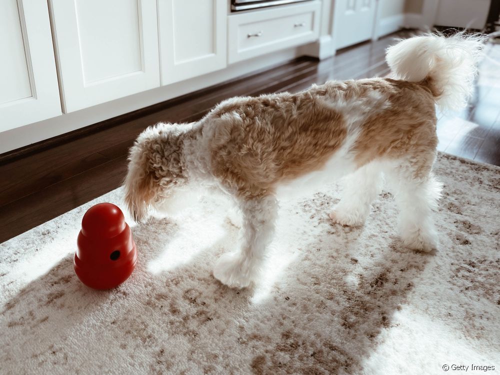  狗狗拼图：了解玩具的工作原理和对动物的益处