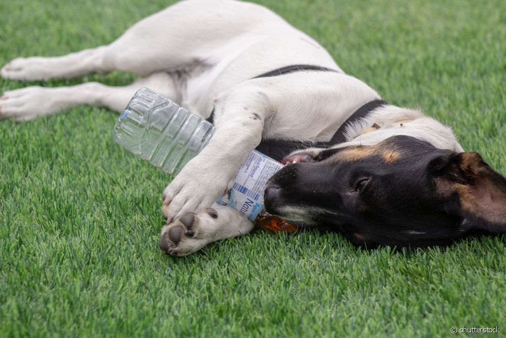  5 παιχνίδια με μπουκάλια για κατοικίδια ζώα για να εμπλουτίσετε το περιβάλλον και να διασκεδάσετε το σκύλο σας