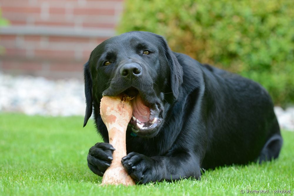  犬の骨は体に悪いのか？ 愛犬に与えるのに最も適した骨はどれなのか？
