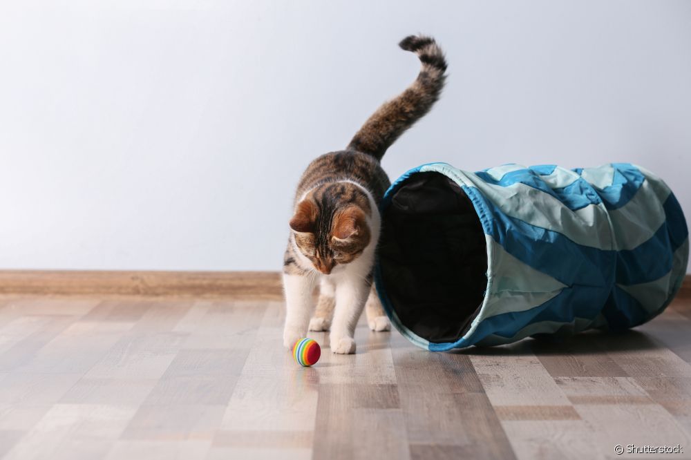  Ball for cat: zein eredu eta nola txertatu jokoa zure felinoaren errutinan?
