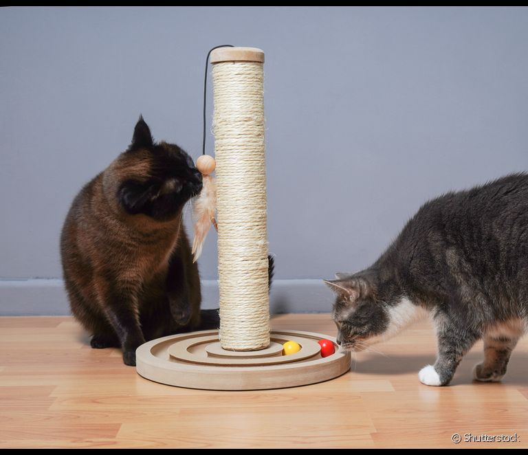  Scratcher untuk kucing: manfaat, semua jenis dan model dan cara membuatnya