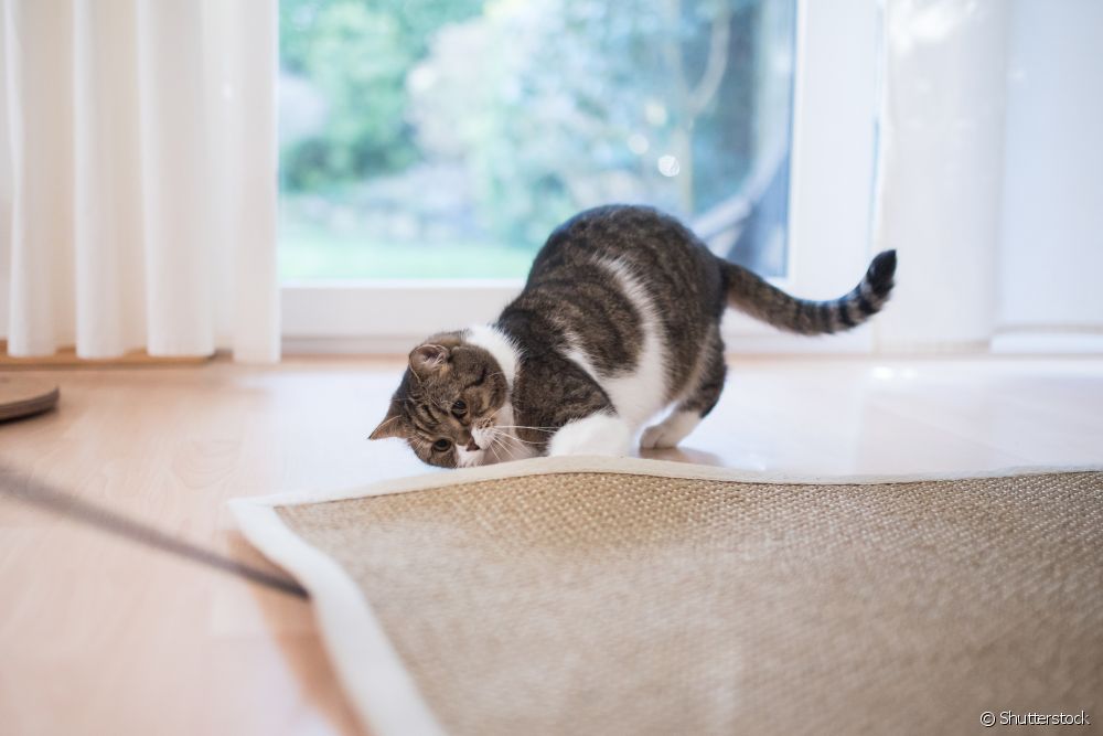 Är en sisalmatta ett bra alternativ till en kattskrapa? Hur gör man en hemma?
