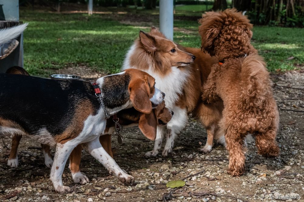  Hondegedrag: hoekom klim vroulike honde op ander honde?