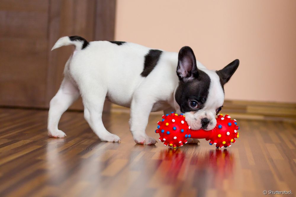  Ponašanje psa: da li je normalno da odrasli pas siše ćebe?