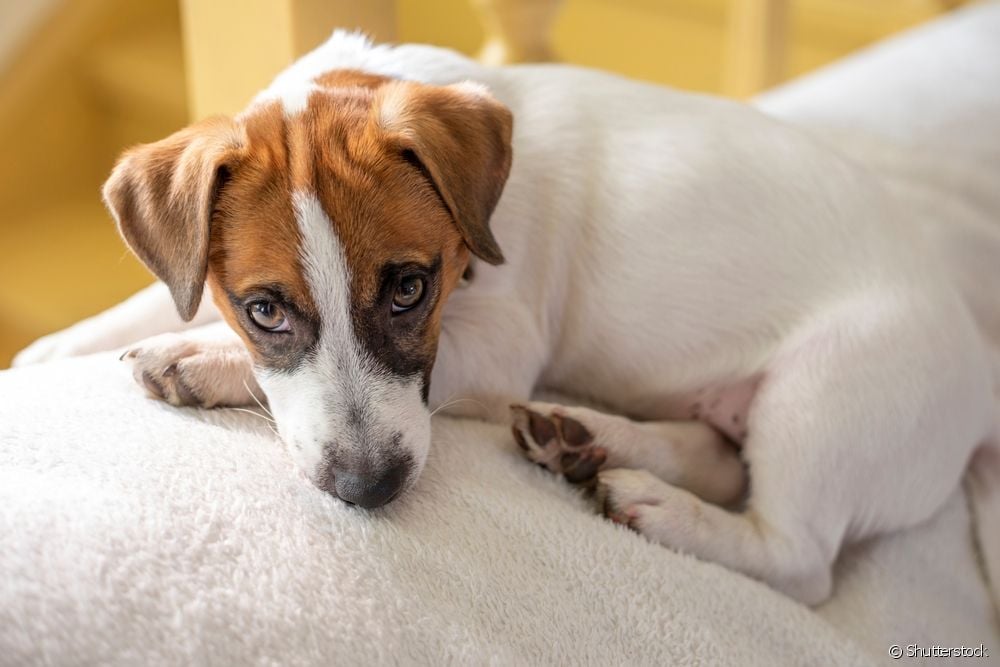  Gossos vòmits i evacuació de sang: el veterinari aclareix dubtes sobre aquests símptomes