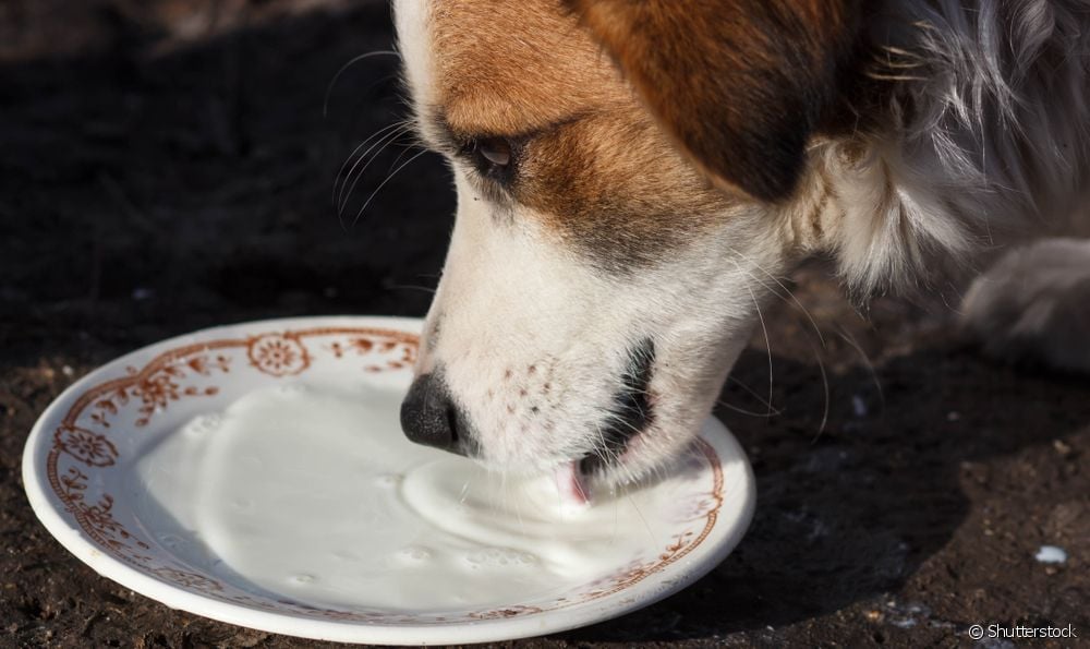  Hva å mate en hund med diaré?
