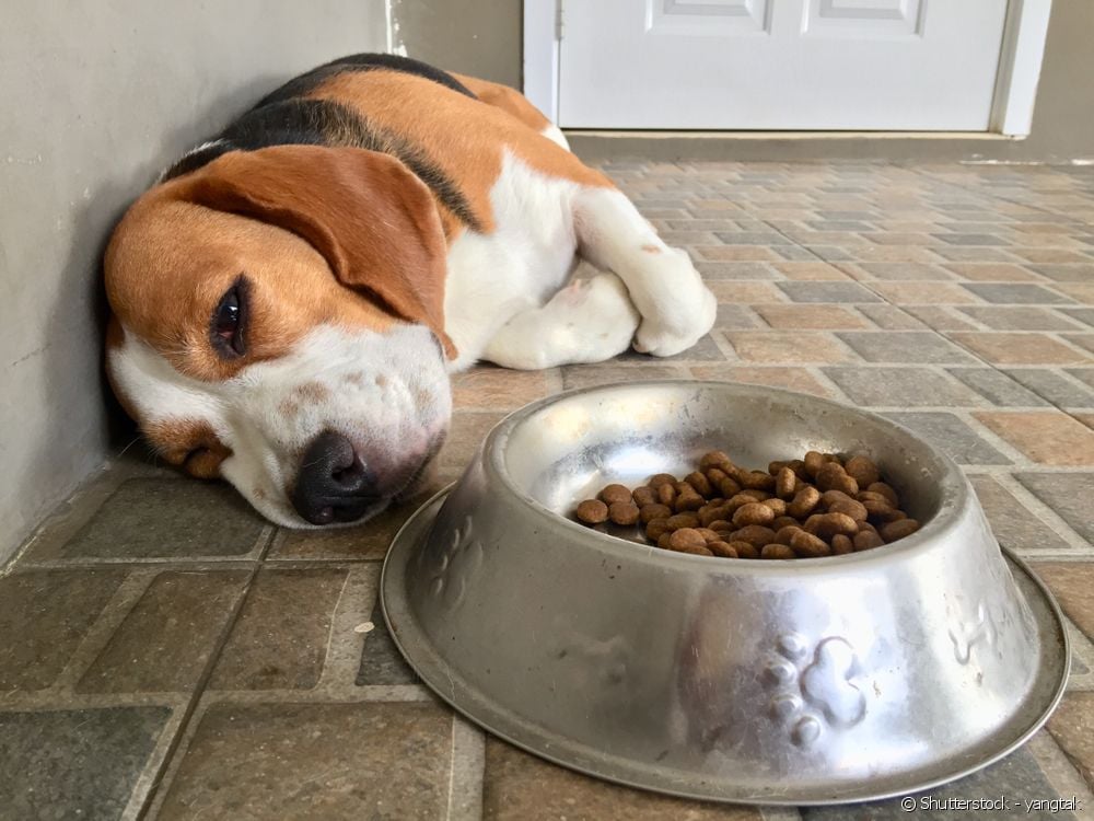 Chó bị đau bụng: làm sao để cải thiện tình trạng khó chịu?
