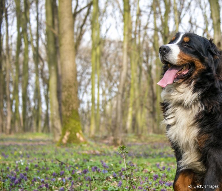  Chó núi Bernese hoặc Chó núi Bernese: mọi thứ bạn cần biết về giống chó lớn