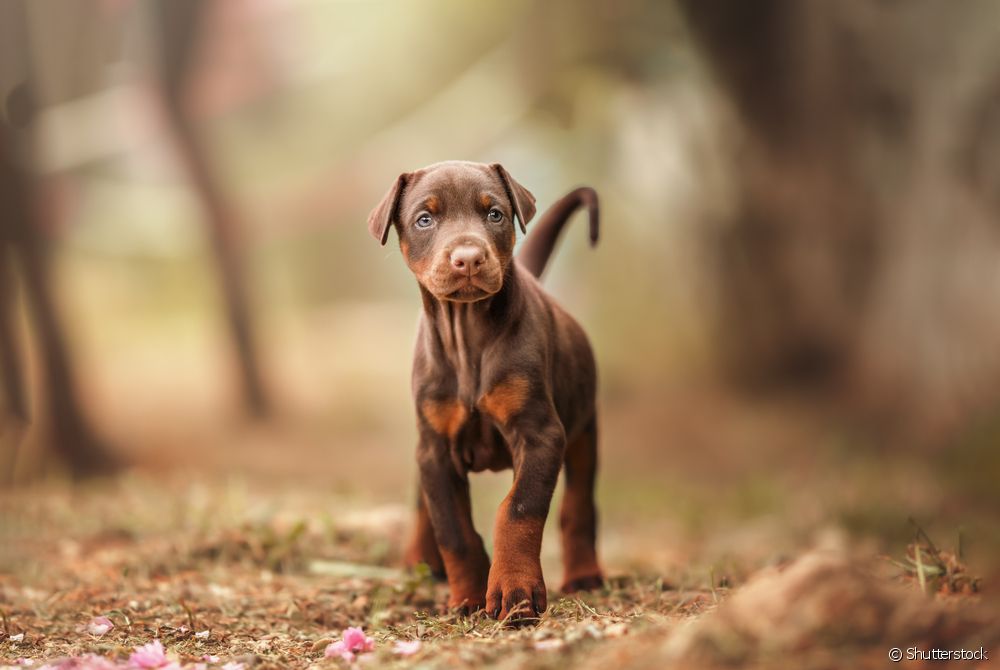  Is the Doberman brave? Learn about the temperament of the large dog breed
