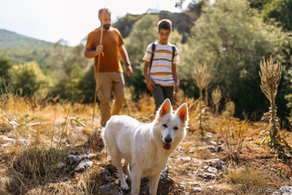  Swiss White Shepherd: lær mere om denne store hunderace