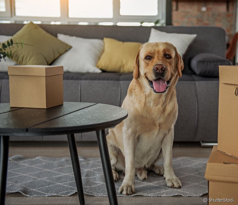  我可以在公寓里养大型犬吗？
