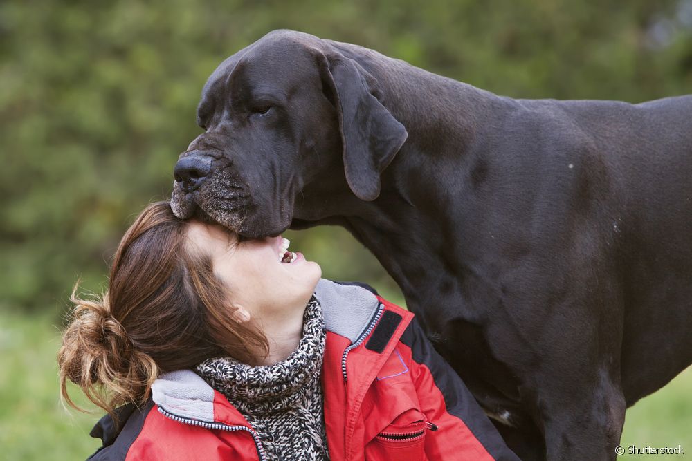  Gran danés: coñece todas as características da personalidade do can xigante