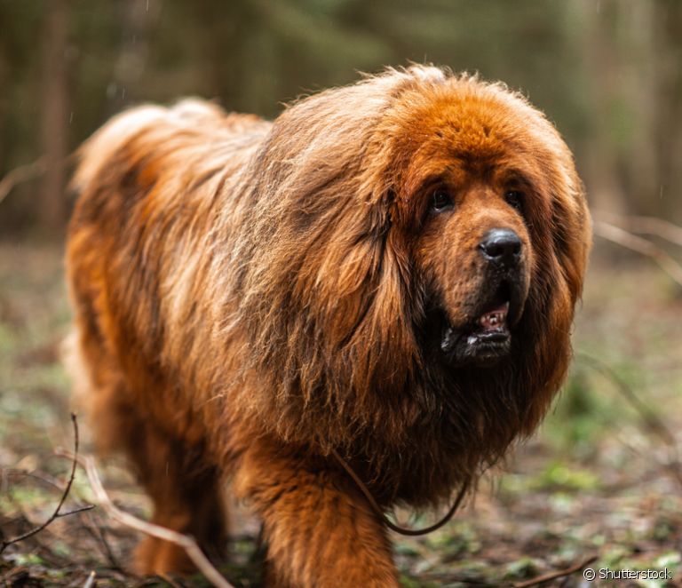  Tibetan Mastiff: 10 skemmtilegar staðreyndir um dýrasta hund í heimi