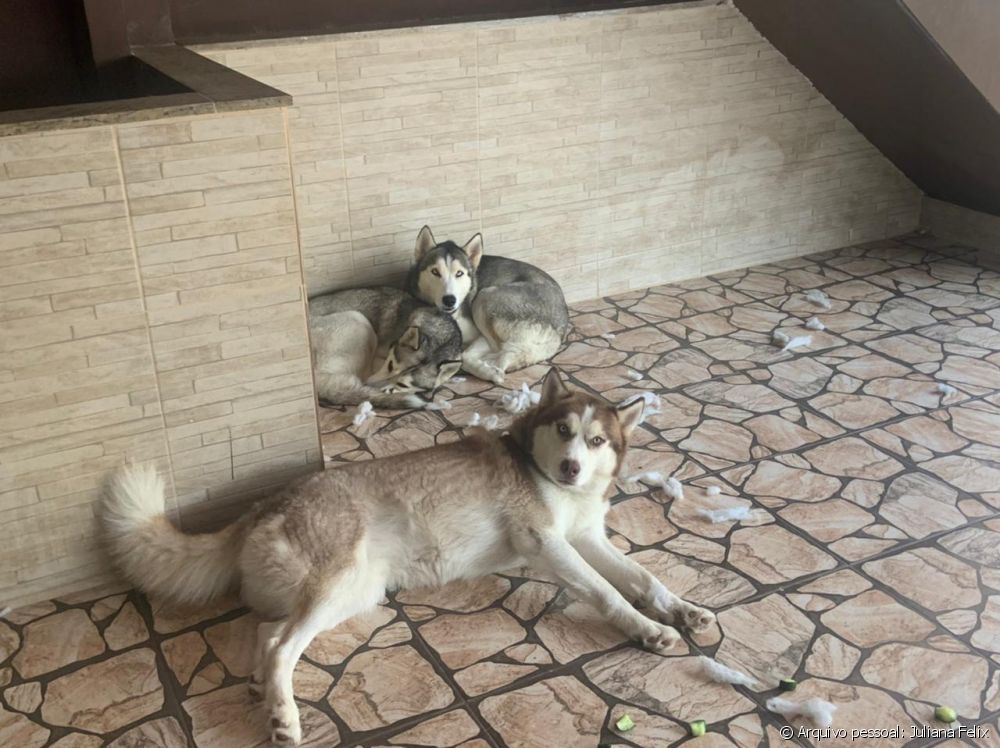  Com cuidar un cadell de husky siberià? Consulteu els consells d'un tutor de raça!