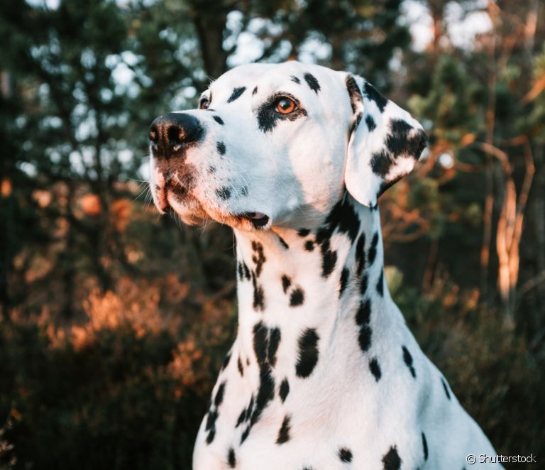  All about the Dalmatian: learn about the characteristics, personality and care of this large dog breed