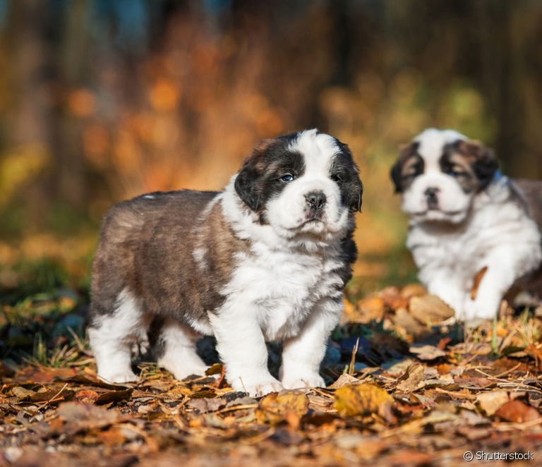  Anak anjing Saint Bernard: berapa biayanya, perilaku, dan cara merawat anak anjing di bulan-bulan pertama kehidupannya