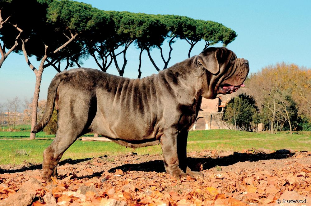  Neapolitan Mastiff: ຮູ້ທຸກສິ່ງທຸກຢ່າງກ່ຽວກັບສາຍພັນຫມາ Italian