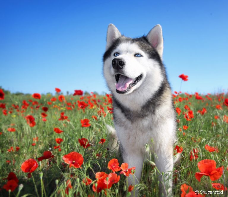  西伯利亚雪橇犬 vs 阿拉斯加雪撬犬：这两个品种之间最显著的区别是什么？