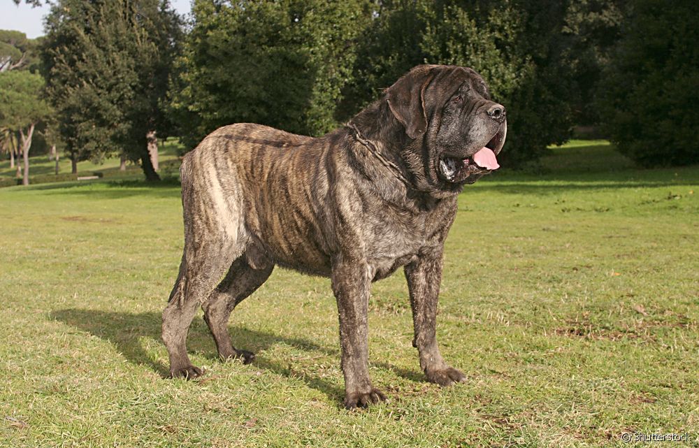  Mastín inglés: conozca a fondo esta raza canina de gran tamaño
