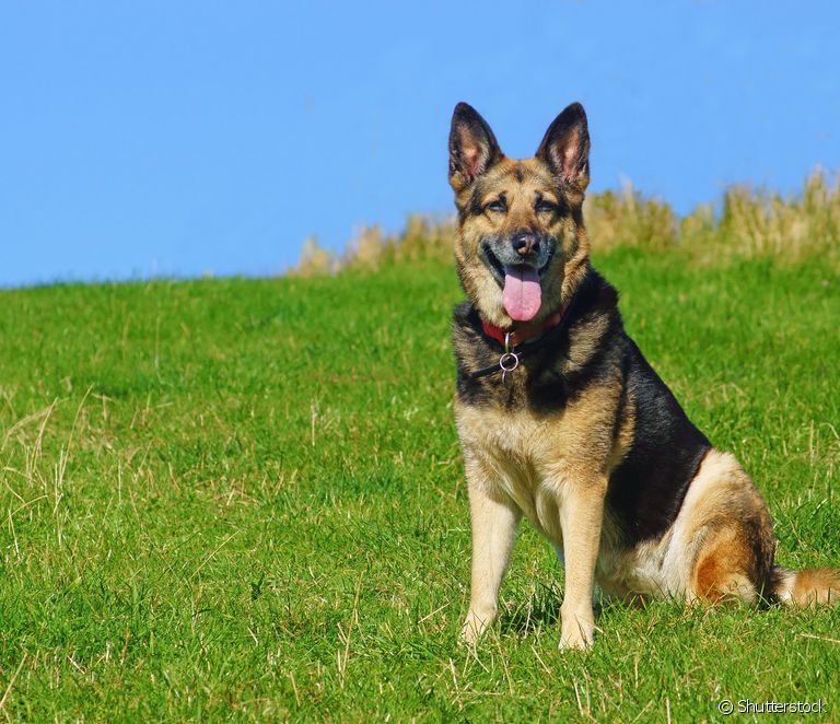  Schæferhund: personlighed, pris, fysik... Lær mere om den store hunderace!