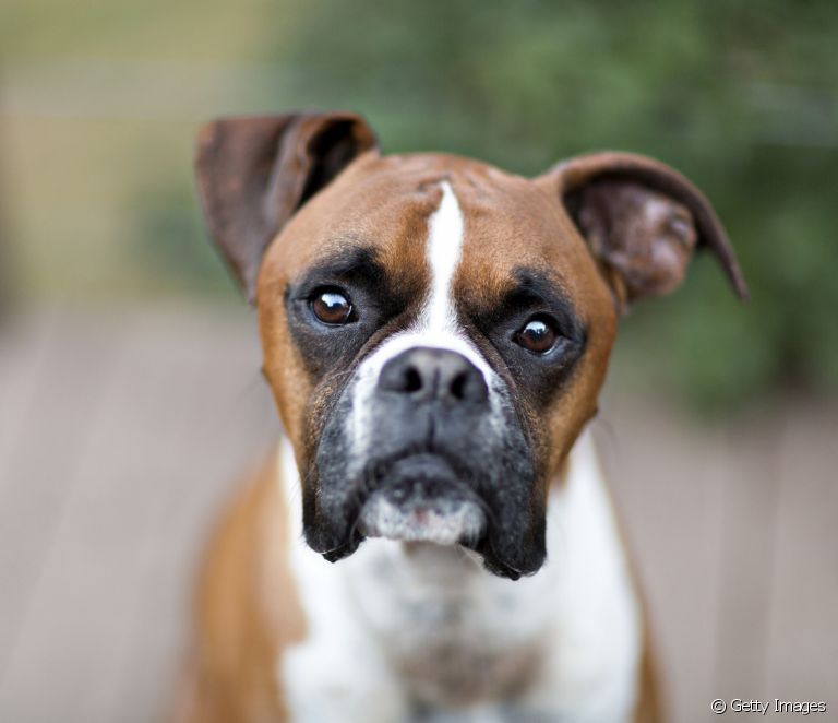  Todo sobre o can Boxer: orixe, personalidade, saúde, características físicas e coidados