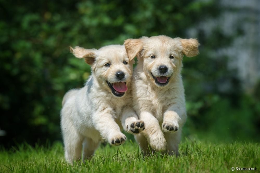  Cachorro Golden Retriever: 6 coidados importantes no primeiro ano de vida da raza