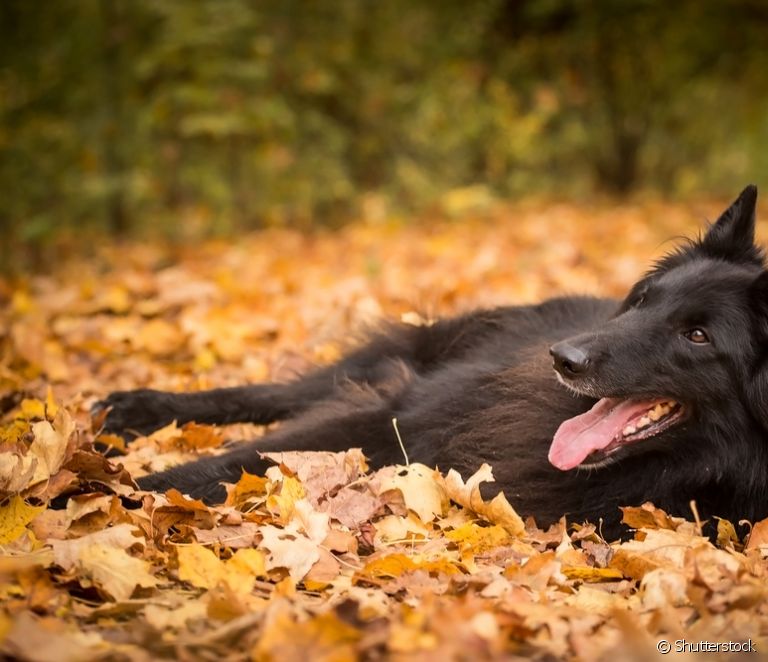  Bariu belg: njihni karakteristikat, personalitetin, llojet dhe kujdesin e kësaj race qeni