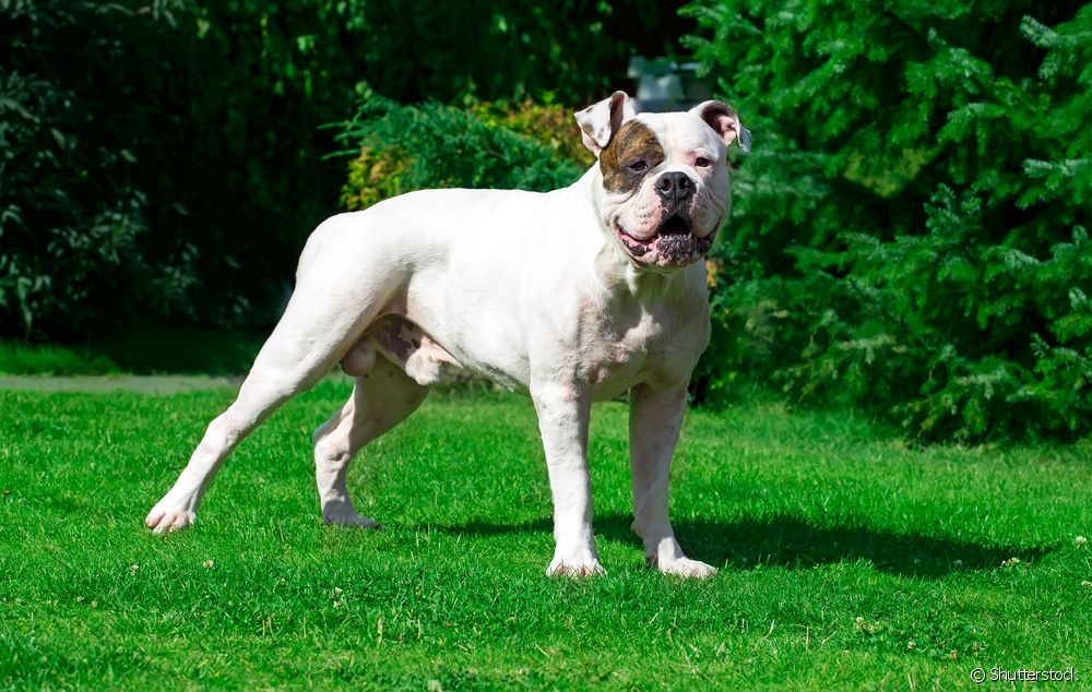  American Bulldog: alamin ang ilang katangian ng lahi ng aso